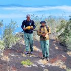 Iguanas de diversas edades fueron encontradas en un recorrido realizado por guardaparque en la isla Santiago.