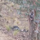 El hombre quedó carbonizado en su totalidad.