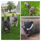 Cada uno costó  3.500 dólares, pero su valor es más sentimental. Los canes no solo son de raza fina, también tienen exóticos colores que aumentan su cotización.