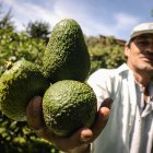 El aguacate tipo Hass está en franco crecimiento y sus réditos son muy atractivos para el agricultor.