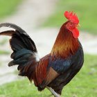 Denuncian a un vecino porque a su gallo le daba el 'turuleque' todos los días