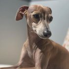 En un perro similar a este se encontraron lesiones que luego de varios exámenes se detectó que era la enfermedad.