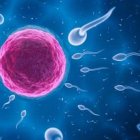 Descubren una proteína que podría mejorar los tratamientos de fertilidad