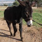 El burro se domesticó hace más de 7.000 años en África