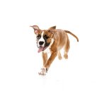 En Ecuador está prohibido mutilar a los perros, sin embargo, todavía se lo hace.