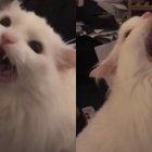 El felino tenía 15 años. El cáncer fue el diagnóstico que recibió y la causa de su fallecimiento.