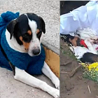 Perú | Despiden a un perrito como Dios manda: con funeral y música