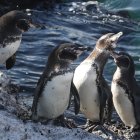La mayoría de la población de los pingüinos de Galápagos se encuentra en la costa rocosa de las islas Fernandina e Isabela.