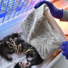 El personal del zoológico de Quito brinda cuidados especiales a una pequeña nutria que llegó desde la Amazonía.