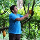 En el 80% de su finca, Máximo Pincay ha sembrado cacao.