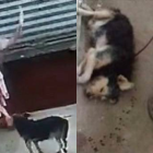 El video de la agresión se viralizó. Usuarios de redes sociales piden que le cierren su negocio.