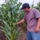 Es una da las plantaciones que se puede sembrar en todo el año.