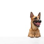 Hello. Young Belgian Shepherd Malinois is posing. Cute doggy or pet is playing, running and looking happy isolated on white background. Studio photoshot. Concept of motion, movement, action. Copyspace.