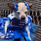 Murió Pebbles, la perrita más vieja del mundo