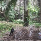 La Policía encontró el auto desmantelado debajo de unas hojas de palma.