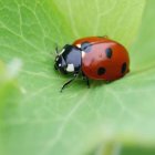 Los insectos aumentan la carga eléctrica atmosférica