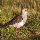 Estudio revela que la reproducción de avefría andina está asociada a lluvias