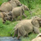 La sequía mata en Kenia a 1.235 animales salvajes, incluidos 205 elefantes