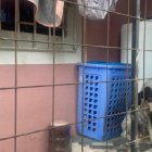 Detrás de la casa tienen un perro que cuida la entrada. Es bravo y temeroso.