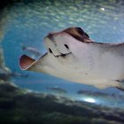 Esta especie emblemática es el pez con el cerebro más grande y llega a medir hasta 8 metros de ancho.