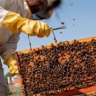 Las abejas melíferas viven hoy la mitad que hace 50 años