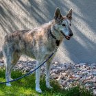 Al estar vulnerable, el can corre muchos peligros. Se lo pueden robar y vender.