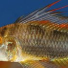 Los peces con aletas de raya sobrevivieron a la extinción masiva