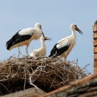 Más de 80 especies en Ucrania en peligro de extinción por la guerra