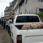 En una camioneta blanca, intentaban llevarse a los porcinos.