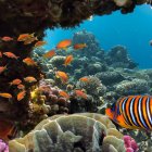 Calentamiento amenaza a seres marinos que hacen sus caparazones con carbonato