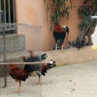 Habitaba en una cooperativa del norte de la ciudad.