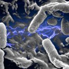 Las microfibras del Mediterráneo son el hogar de cientos de bacterias