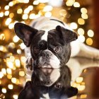 Si tu perro padece alguna enfermedad, lo más recomendable es quedarse junto a él y no dejarlos solo.