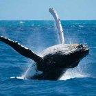 Un estudio destaca el potencial de las ballenas contra calentamiento global