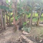 Guayas: Un ciudadano fue encontrado sin vida y con lesiones graves en Salitre