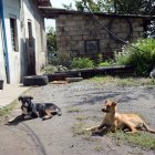 Estos dos canes encontraron la osamenta humana.