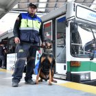 Falcao es el líder de la manada de seguridad. Tiene dos años y es el más tranquilo de todos.