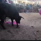 El toro fue alcanzado y neutralizado.