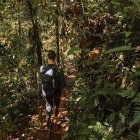 Describen dos nuevas especies de insectos en Ecuador