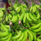 El verde, en el top 5 de los alimentos que más se encarecieron, según el INEC