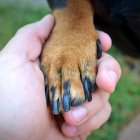 Lo aconsejable es que lo haga un veterinario, cada 15 días.