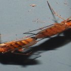 Describen 15 nuevas especies de mosquitos de los hongos en Ecuador