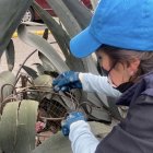 Las trampas fueron colocadas en dos lugares de la capital.