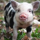 Roma, de tres años, fue asesinada y Facundo Medina la habría usado para una parrillada.