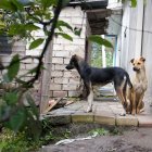 Los perros siempre se mantienen en posición de alerta.