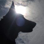 Travesura de un perro provocó que hombre asesinara a su hermana