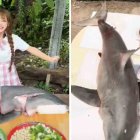 Se conoce que la persona que le vendió el animal fue detenida