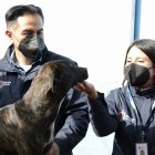 Sargento mostró temor ante los humanos, un signo de maltrato. Fue llevado a un centro de atención municipal.