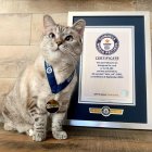 Nala, junto al certificado emitido por los Récords Guinness por la gran cantidad de seguidores que tiene.