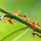 Algunas hormigas no caminan al azar, sino siguiendo patrones como meandros
